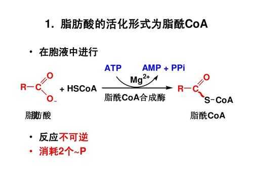 脂质的合成过程（脂质在细胞中的合成过程）-图2