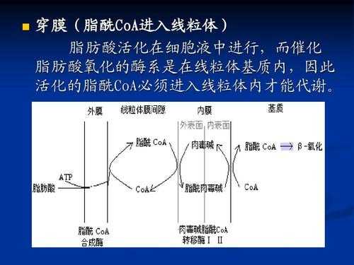 脂质的合成过程（脂质在细胞中的合成过程）-图3