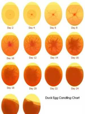 鸭蛋孵化过程记录表（鸭蛋孵化要多长时间）-图1