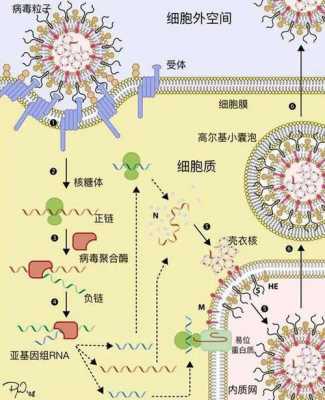病毒生物繁殖过程（病毒繁殖过程包括）-图3