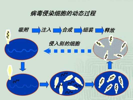 病毒生物繁殖过程（病毒繁殖过程包括）-图1