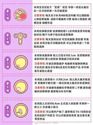 怀孕后胎儿的发育过程（怀孕胎儿发育有什么反应）-图3