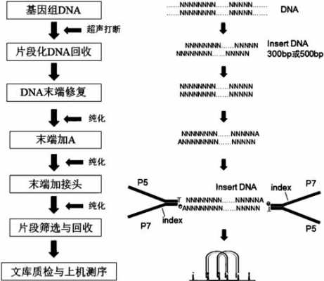 构建DNA文库的过程（构建基因组dna文库有哪些基本步骤）-图3