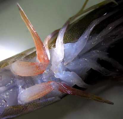 海虾繁殖过程（海虾繁殖过程图片）-图1