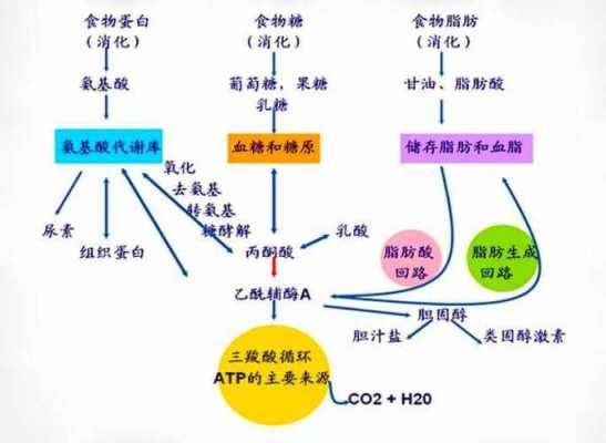 脂肪转化为糖的过程（脂肪转化为糖类的过程）-图2