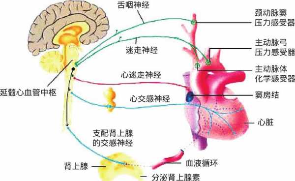 心脏的神经支配过程（简述心脏人体心脏的神经支配及其生理作用）-图2