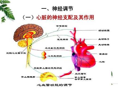 心脏的神经支配过程（简述心脏人体心脏的神经支配及其生理作用）-图1