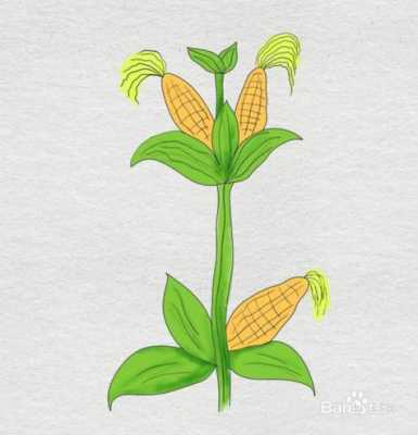 玉米成长过程儿童（玉米成长的过程图片 简笔画）-图2