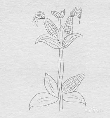 玉米成长过程儿童（玉米成长的过程图片 简笔画）-图3