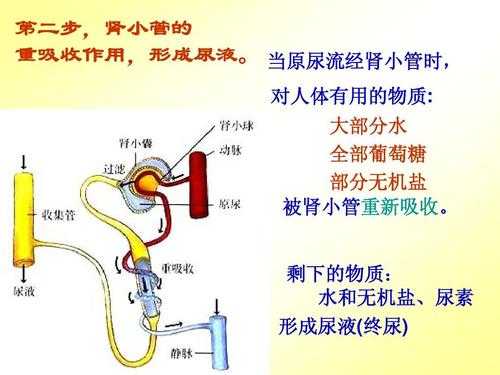 尿液形成过程100字（尿液的形成过程主要包括）-图2