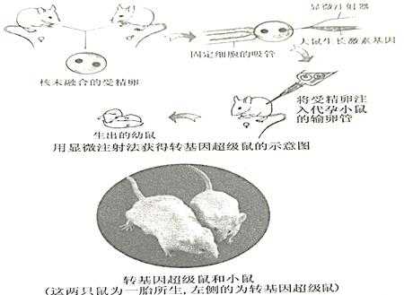 转基因超级鼠过程（转基因超级鼠的实验证明了什么）-图2