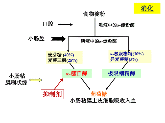 简述主动吸收的过程（主动吸收的机理如何）-图1