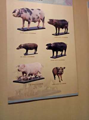 猪的进化过程（猪的进化史图）-图1