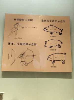 猪的进化过程（猪的进化史图）-图3