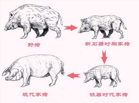 猪的进化过程（猪的进化史图）-图2