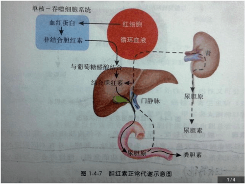 胆红素排泄过程（胆红素排泄过程图）-图1