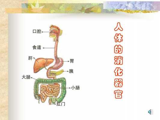 食物在胃里的消化过程（食物在胃里的消化过程图）-图3