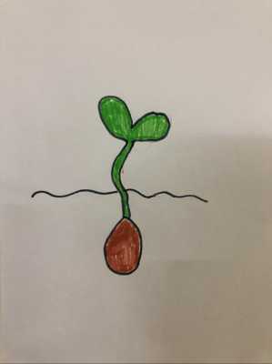 种子发芽过程画图（种子发芽的过程画画）-图2