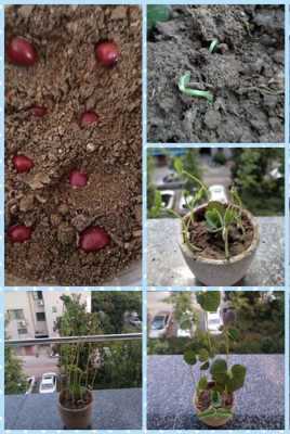 红豆成长过程（红豆成长过程视频）-图1