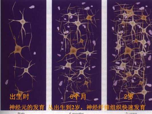 儿童生长过程（儿童生长过程中神经细胞会变多吗?）-图1
