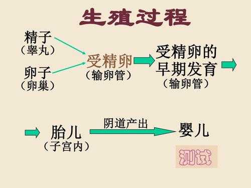 人的生殖和发育过程（人的生殖和发育过程如图所示）-图1