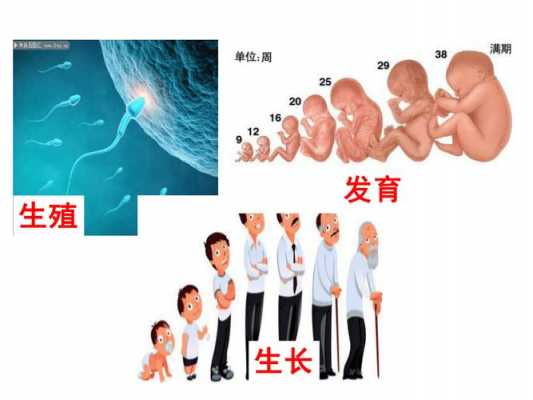 人的生殖和发育过程（人的生殖和发育过程如图所示）-图2