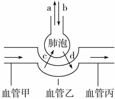 气体交换总过程（气体交换的过程包括什么和什么）-图2