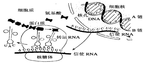 dna转录大体翻译过程（dna的翻译转录）-图3