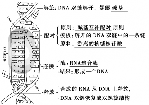 dna转录大体翻译过程（dna的翻译转录）-图2
