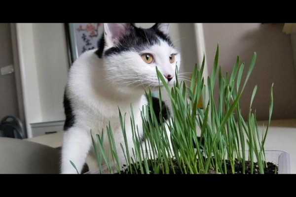 猫吃草的过程（猫吃草预示着什么现象）-图3