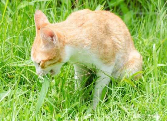 猫吃草的过程（猫吃草预示着什么现象）-图1