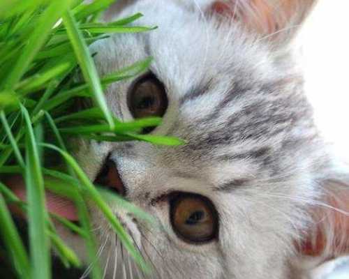 猫吃草的过程（猫吃草预示着什么现象）-图2