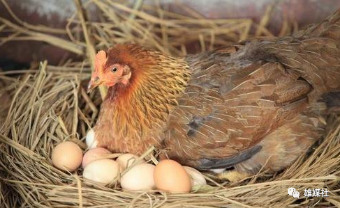 鸡孵鸡宝宝过程（鸡子孵蛋）-图2