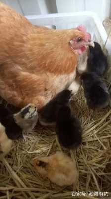 鸡孵鸡宝宝过程（鸡子孵蛋）-图3