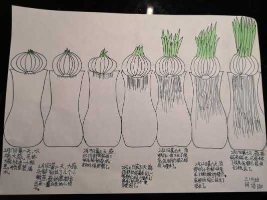 蒜头的生长过程（蒜头的生长过程图画）-图1
