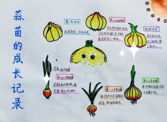 蒜头的生长过程（蒜头的生长过程图画）-图3