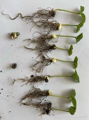 大豆的发芽过程图片（大豆的发芽过程图画）-图2