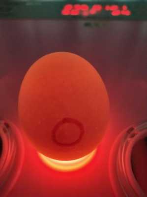 鸡蛋孵化每天过程（鸡蛋孵化每天的照蛋图）-图1