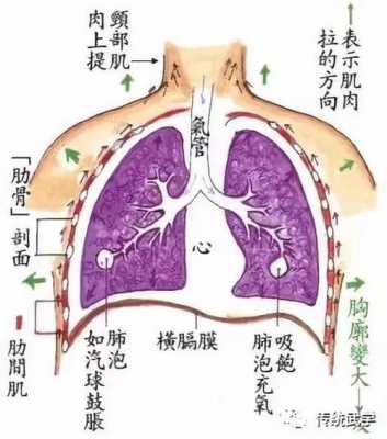 呼吸全过程图（呼吸全过程图解）-图3