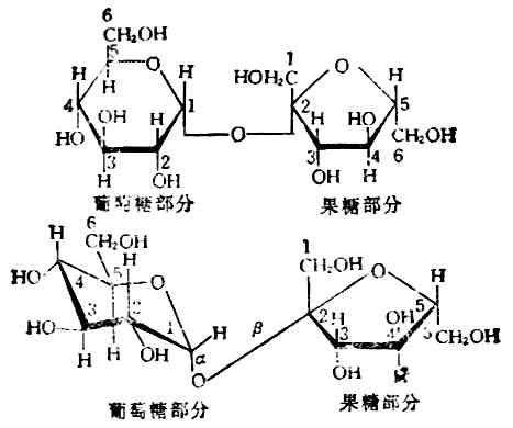 双糖的合成过程（双糖由哪两个单糖组成）-图2