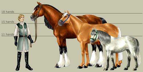 马及前肢进化过程（从古至今马的前肢有什么变化）-图1