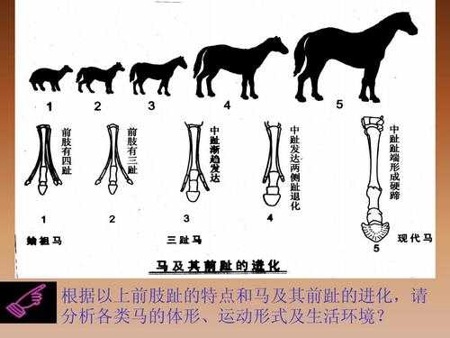 马及前肢进化过程（从古至今马的前肢有什么变化）-图2