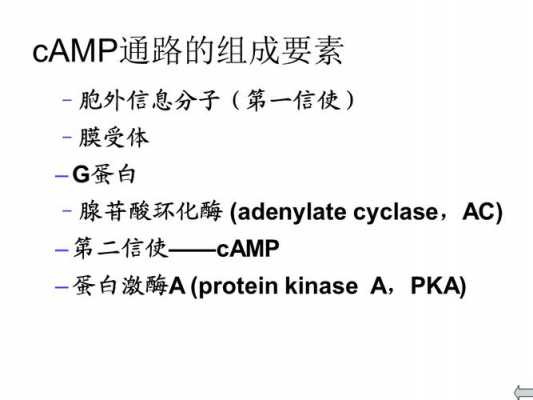cAMP信号通路过程（camp信号通路作用过程）-图1