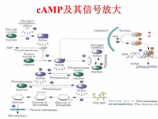 cAMP信号通路过程（camp信号通路作用过程）-图3