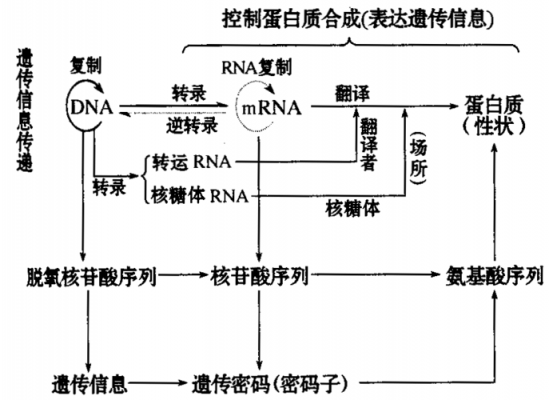 基因生理实现过程（基因的机制）-图2
