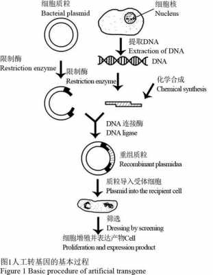 基因生理实现过程（基因的机制）-图3