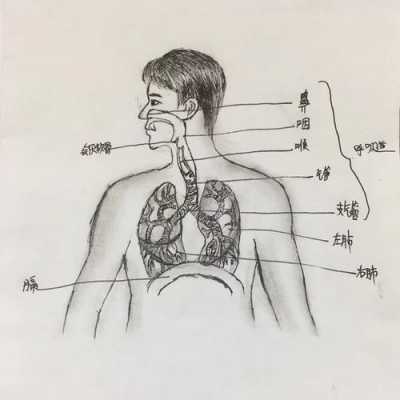 人体呼吸过程简易模型（人体呼吸过程简笔画）-图3