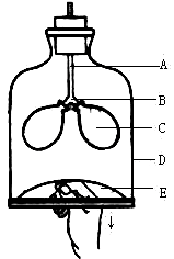 人体呼吸过程简易模型（人体呼吸过程简笔画）-图1