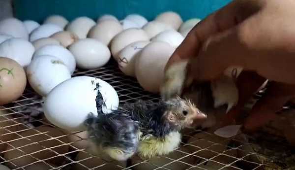 插小鸡的过程视频（人工小鸡孵化过程视频）-图3