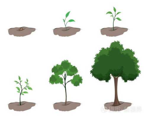 树长大的过程画（树成长过程怎么画）-图2